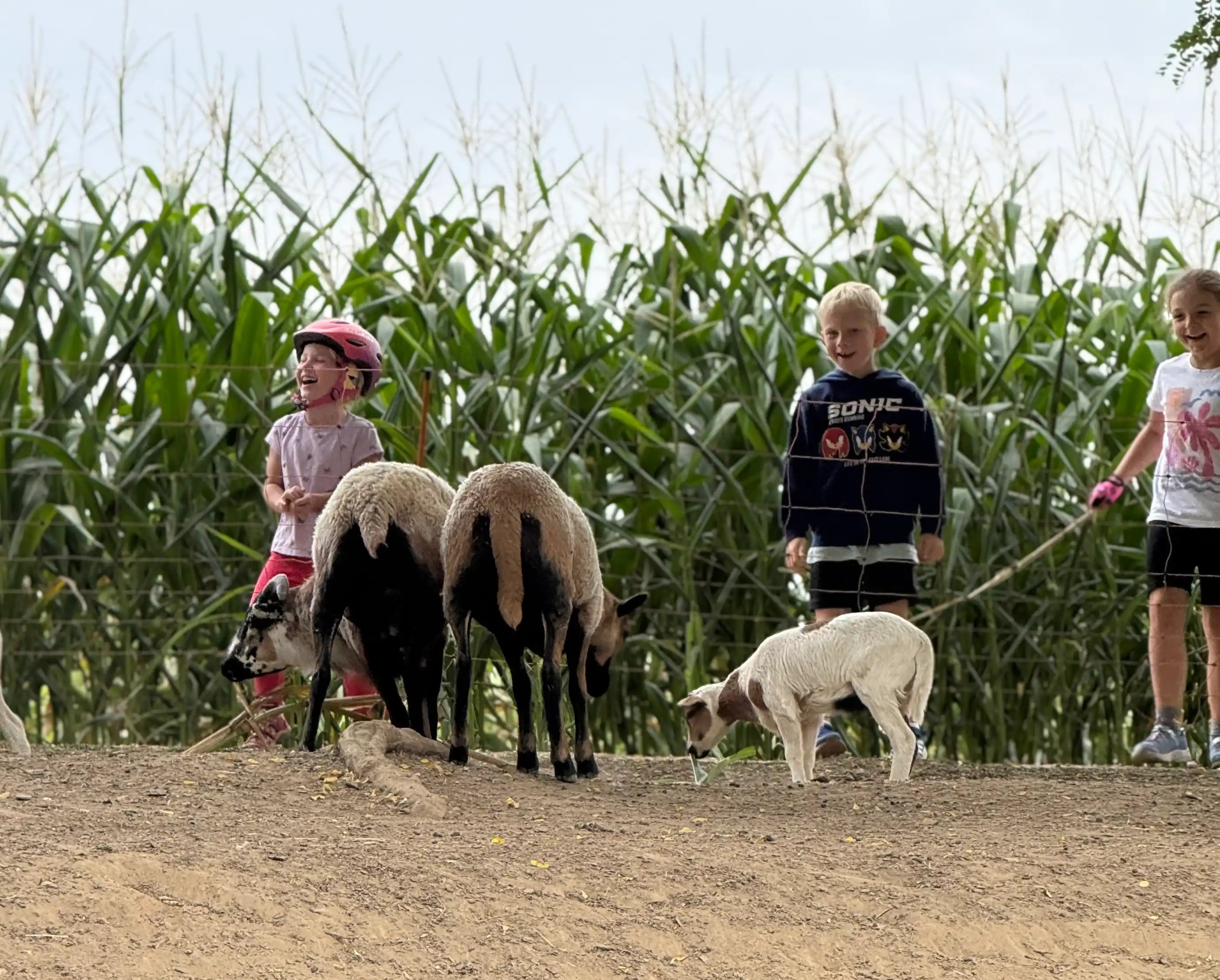 Děti nadšeně koukají na kozy v ohradníku.
